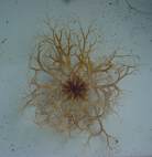 basket star